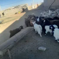 ۱۵عدد بره ماده