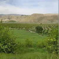 ۲ هکتار باغ مرکبات