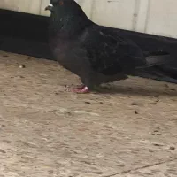 کبوتر ماده گم شده