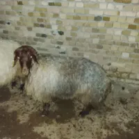 سلام یک عدد میش