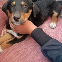 سگ نژاد دار نگهبان