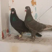 نروماده سرکه ای سیاه