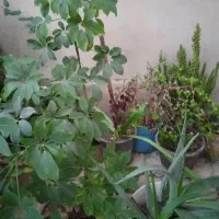 گل‌های شمعدانی گل الورا گل یخی وگل پنجه ای ـ