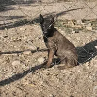 مالینویز|سگ|صدرا-فارس, فاز ۱|دیوار