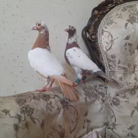 کفتر میلمونز و سوسنی وغوره ای