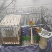 جفت برزیلی مولد