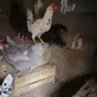 خروس گلین|حیوانات مزرعه|بردسیر, |دیوار