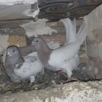 کبوتر پرشی تظمینی|پرنده|سراب, |دیوار