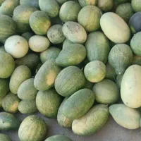 هندوانه دیم درجه 1