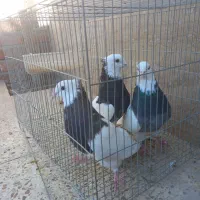 طوقی کلای پالخت|پرنده|رابر, |دیوار