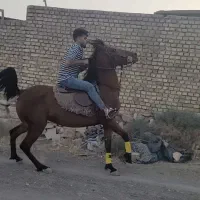 مادیان ترک درهشور جوان