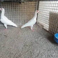 کبوتربغدادی|پرنده|مشهد, انقلاب|دیوار