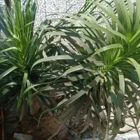 نخل دم اسبی(لیندا)|گل و گیاه طبیعی|بابل, |دیوار