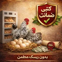 شرایط ویژه مخصوص دستگاه جوجه کشی و مرغ کرچ