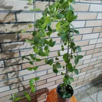 گل یاس امین دواله|گل و گیاه طبیعی|قهدریجان, |دیوار