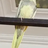 عروس هلندی|پرنده|ریگان, |دیوار