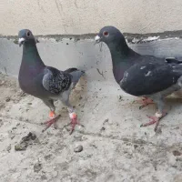 کبوتر سنگی نصل دار