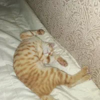 گربه واگذاری