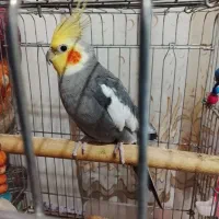 عروس هلندی