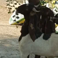 نر بزهای پاکستانی نژاد دوقلو هیکلی و ذات دار|حیوانات مزرعه|اهواز, شهدای انتظامی|دیوار