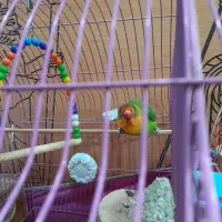 عروس هلندی|پرنده|اصفهان, فرودگاه شهید بهشتی|دیوار