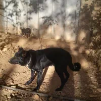 واگذاری سگ قدرجون