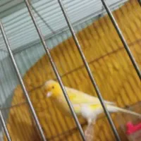 قناری بخون|پرنده|پاکدشت, پاکدشت (مامازند)|دیوار