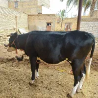 ی عدد گوساله