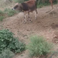 گاو نر
