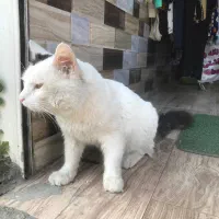 فروش گربه پرشین وان ترکیش نر|گربه|رشت, یخسازی|دیوار