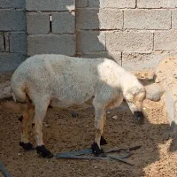 بره ماده|حیوانات مزرعه|قلعه قاضی, |دیوار