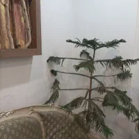 کاج مطبق زیبا