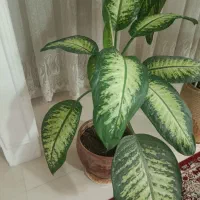 گل دیفین باخیال|گل و گیاه طبیعی|مشهد, کوشش|دیوار