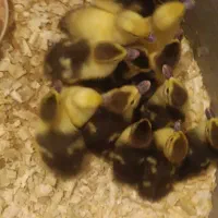 جوجه اردک اسرائیلی|حیوانات مزرعه|اسالم, |دیوار