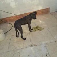 سگ پیتپول واگزاری|سگ|آبادان, |دیوار