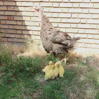 بوقلمون با 5تا جوجه اردک