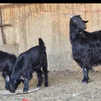 فروش دو راس بز  دوکهره ای|حیوانات مزرعه|طسوج, |دیوار