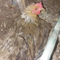 مرغ کرچ