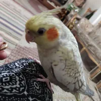 یک عروس هلندی گم شده