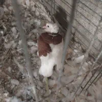 سلام|پرنده|میناب, |دیوار