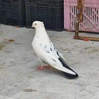 دمبی