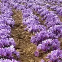 زرشک تازه و آبدارو گل زعفران وپیازچه زعفران|خوردنی و آشامیدنی|تهران, شهرک غزالی|دیوار