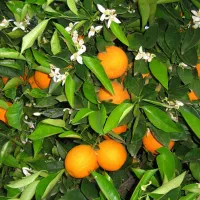 فروش انواع نهال مرکبات باقیمت مناسب