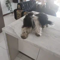 سگ یک ساله باهوش شیتزو