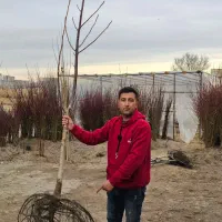 فروش نهال به سراسر کشور|خدمات باغبانی و درختکاری|میاندوآب, |دیوار