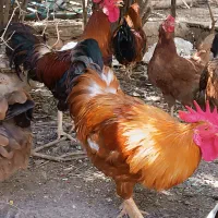 مرغ خروس محلی جوان