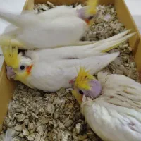 عروس هلندی سرلاکی