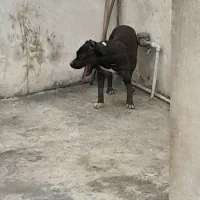 سگ پیتبول ماده