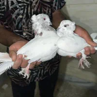 1جفت کفتر نروماده پرشی جفت خورن|پرنده|قم, آذر (نکویی)|دیوار