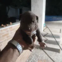 سگ آمریکن پیتبول توله|سگ|شیراز, شریف‌آباد|دیوار